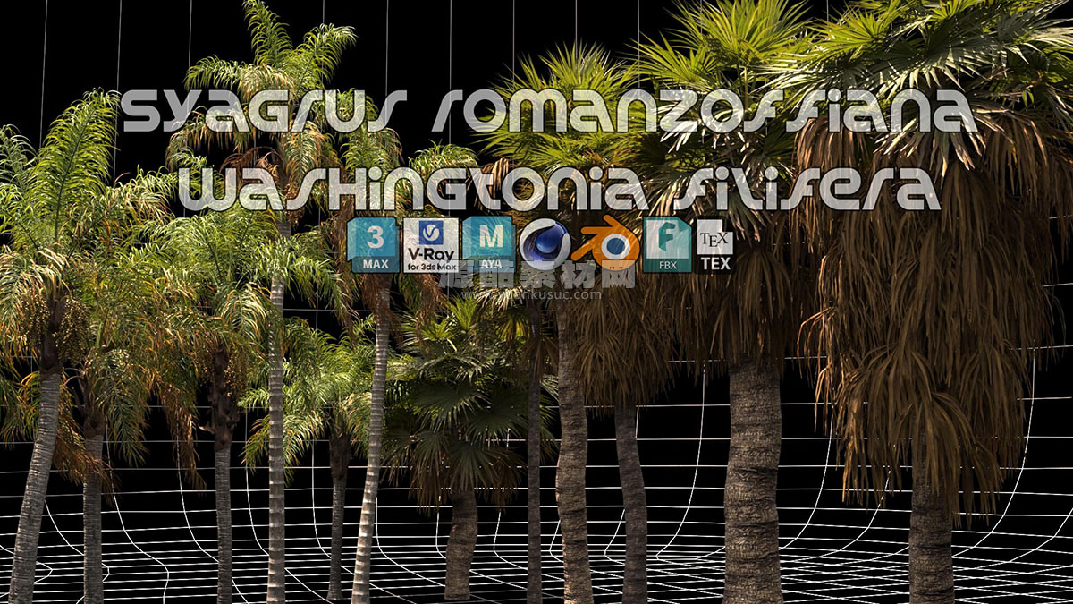 12组棕榈树植物树木模型3D模型 (C4D,blend.fbx .max ,ma) Renderhub – Syagrus Romanzoffiana and Washingtonia Filifera