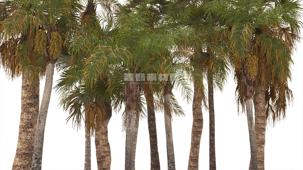 12组棕榈树植物树木模型3D模型 (C4D,blend.fbx .max ,ma) Renderhub – Syagrus Romanzoffiana and Washingtonia Filifera