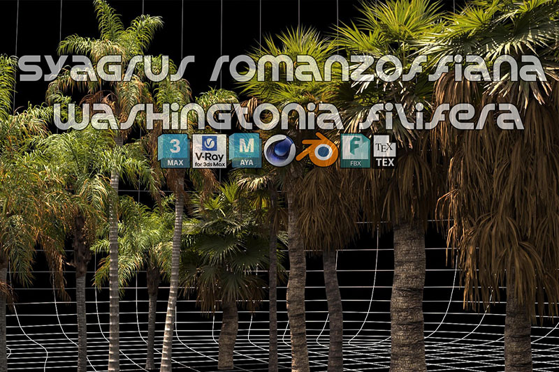12组棕榈树植物树木模型3D模型 (C4D,blend.fbx .max ,ma) Renderhub – Syagrus Romanzoffiana and Washingtonia Filifera