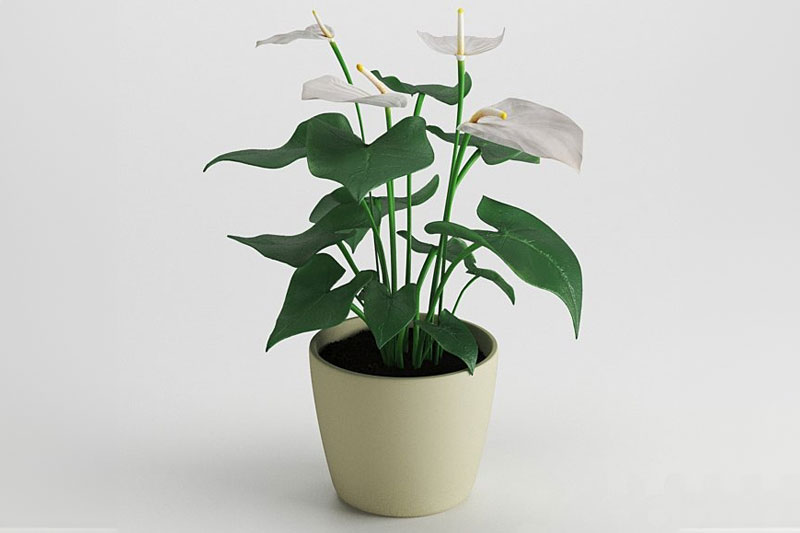 马蹄莲花模型盆栽模型3D模型 (C4D,FBX,Blender)