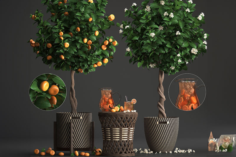 橘子树模型竹筐模型3D模型 (C4D,FBX,Blend)
