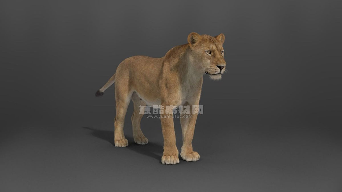 带绑定的雌性狮子模型动物3D模型 (Blend/OBJ格式) Female Lion Rigged VFX Grace 3D model