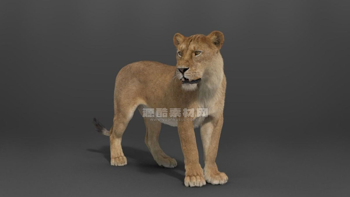 带绑定的雌性狮子模型动物3D模型 (Blend/OBJ格式) Female Lion Rigged VFX Grace 3D model