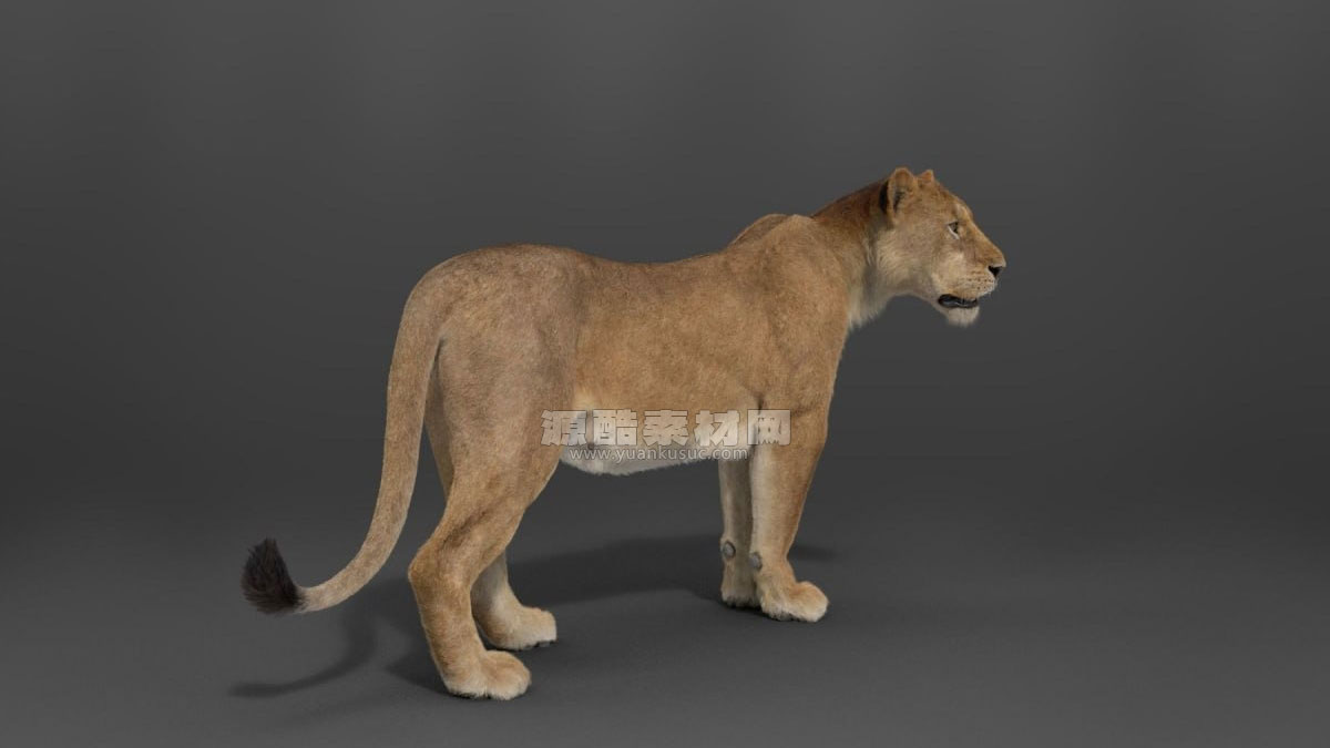 带绑定的雌性狮子模型动物3D模型 (Blend/OBJ格式) Female Lion Rigged VFX Grace 3D model