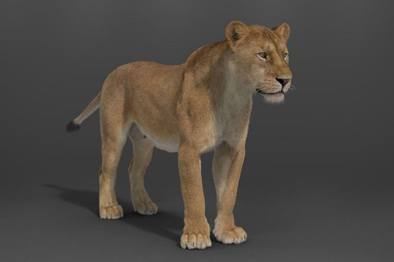 带绑定的雌性狮子模型动物3D模型 (Blend/OBJ格式) Female Lion Rigged VFX Grace 3D model