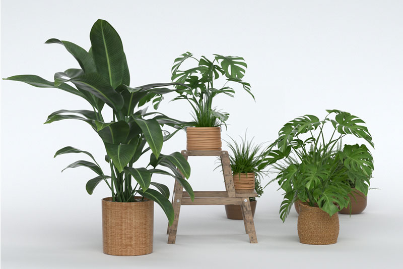 龟背竹模型盆栽模型3D模型下载 (C4D,FBX,Blend)