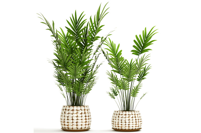 棕榈盆栽模型绿植模型3D模型 (C4D,FBX,Blend) Palm collection 9 three plants in basket 3D model