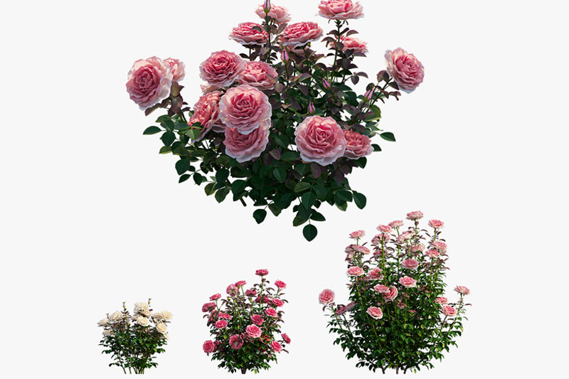 粉色玫瑰花模型鲜花植物3D模型 (C4D,FBX,Blend,OBJ)