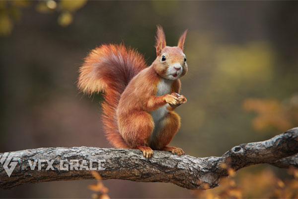 松鼠绑定动画模型3D模型 (Blend,OBJ) VFXGrace – RedSquirrel Summer and Winter Animated (Blender/OBJ格式)