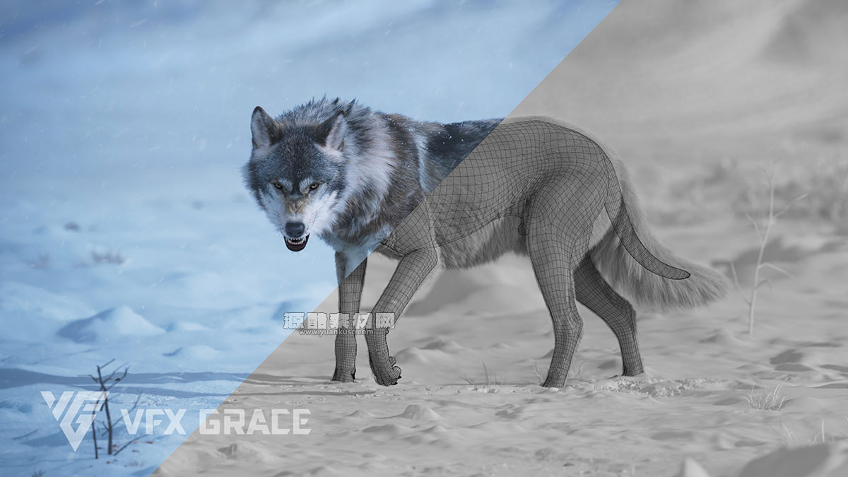 已绑定动画野狼模型3D模型 (Blender/OBJ格式) Wolf Animation – VFX Grace