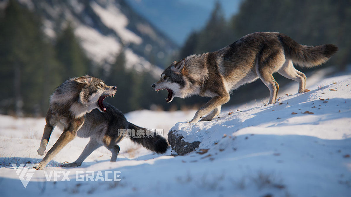 已绑定动画野狼模型3D模型 (Blender/OBJ格式) Wolf Animation – VFX Grace