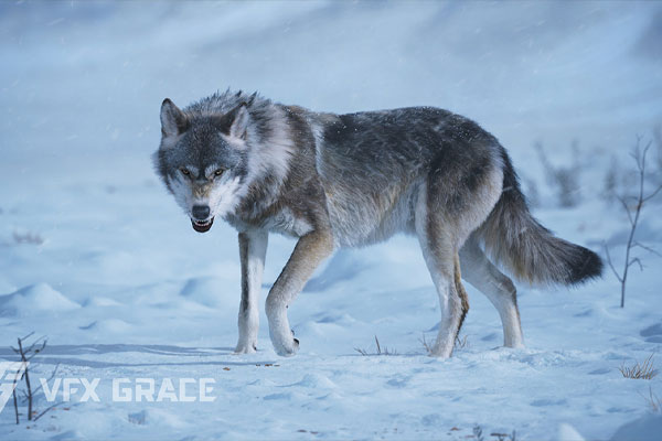 已绑定动画野狼模型3D模型 (Blender/OBJ格式) Wolf Animation – VFX Grace