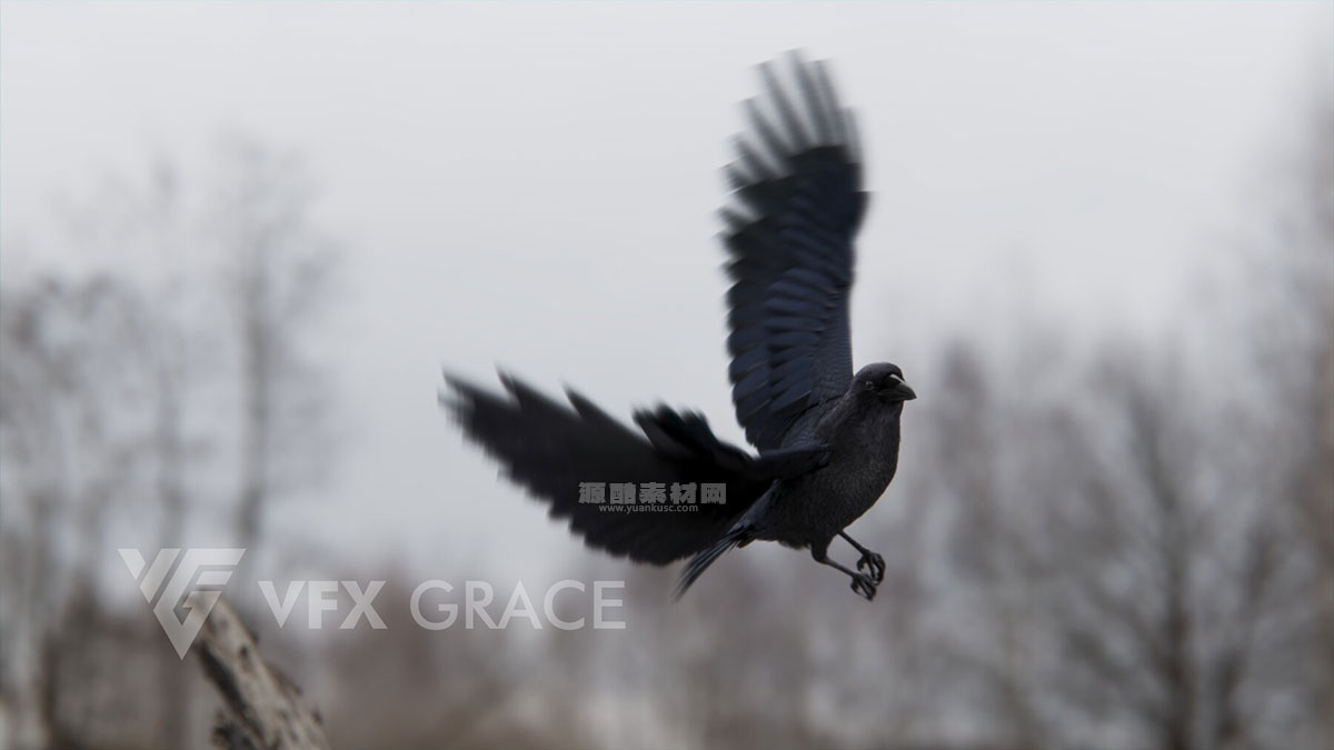 Blender乌鸦绑定动画模型3D模型 (Blender) Carrion Crow Animation – VFX Grace