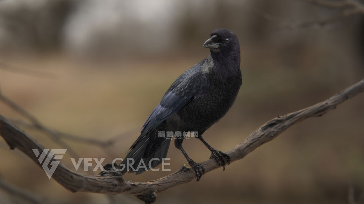 Blender乌鸦绑定动画模型3D模型 (Blender) Carrion Crow Animation – VFX Grace