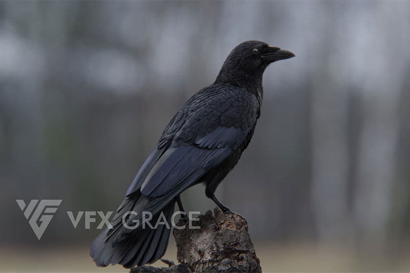 Blender乌鸦绑定动画模型3D模型 (Blender) Carrion Crow Animation – VFX Grace