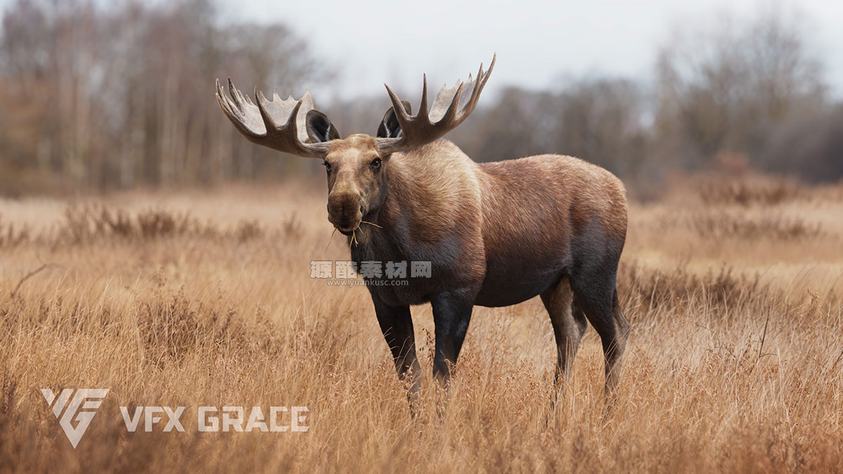 带绑定雄性麋鹿动画模型3D模型 (Blender/FBX/OBJ格式) Moose Male Animated – VFX Grace