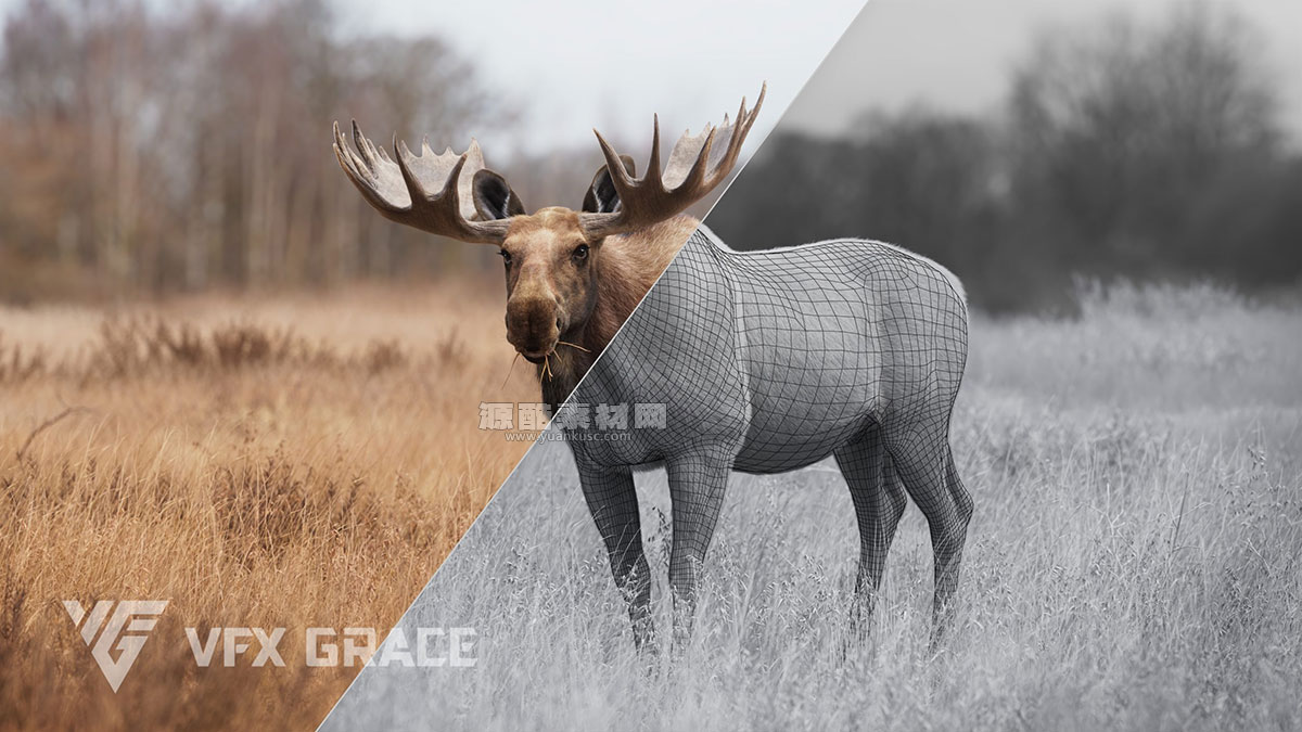 带绑定雄性麋鹿动画模型3D模型 (Blender/FBX/OBJ格式) Moose Male Animated – VFX Grace