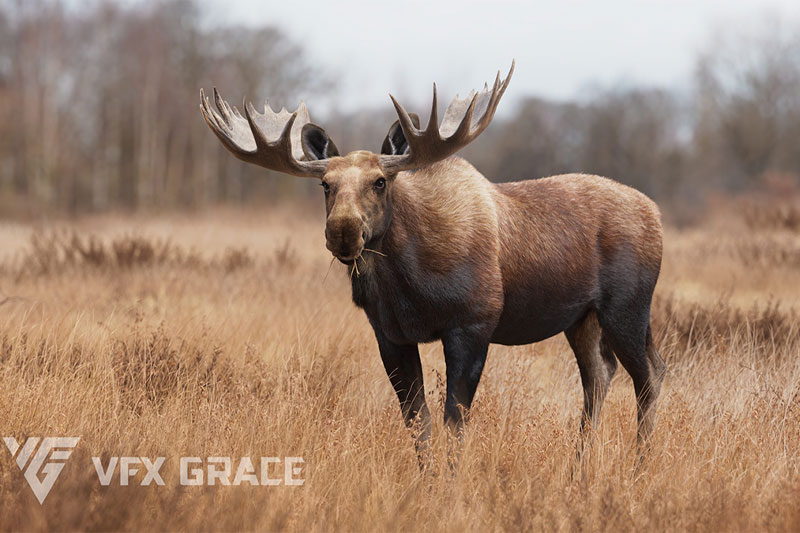 带绑定雄性麋鹿动画模型3D模型 (Blender/FBX/OBJ格式) Moose Male Animated – VFX Grace