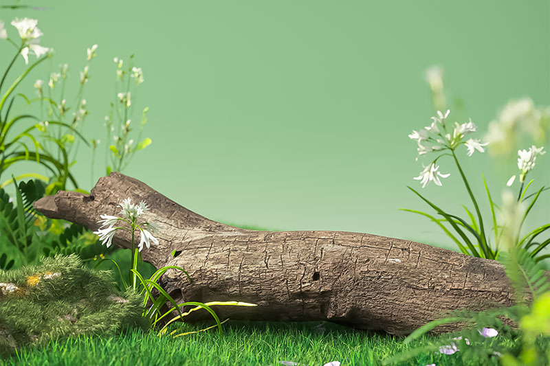 C4D植物花草绿色摄影展台渲染工程植物C4D模型