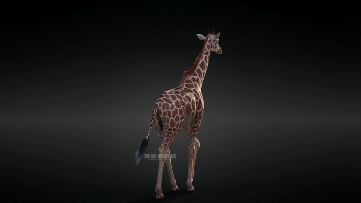 长颈鹿绑定动画模型3D模型 (Blender) Giraffe Animated – VFX Grace