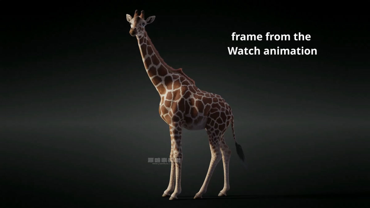 长颈鹿绑定动画模型3D模型 (Blender) Giraffe Animated – VFX Grace