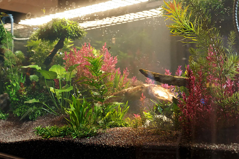 鱼缸水族馆植物模型3D模型 (3DS MAX) Globe Plants – Bundle 48