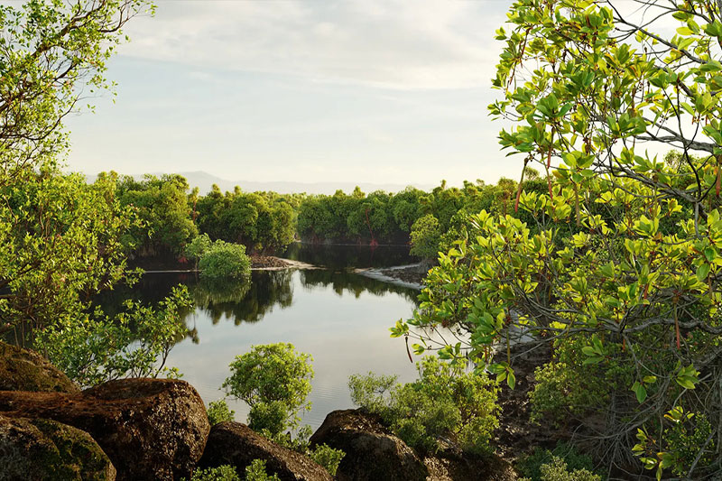 红树林树木植物模型3D模型 (3DS MAX) Globe Plants – Bundle 50