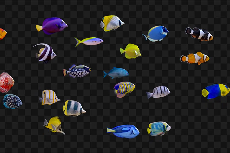 21条带动画海鱼带鱼模型3D模型