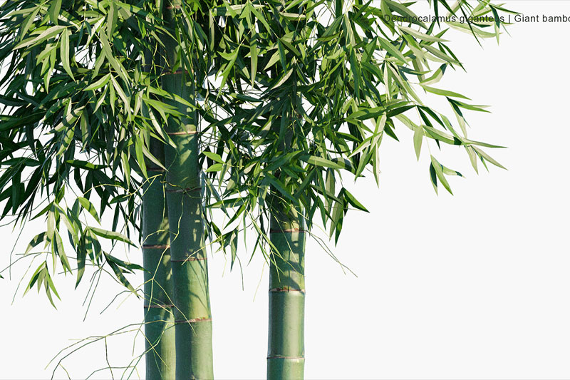 一套竹子模型竹叶模型3D模型 (C4D,FBX,3DMAX)