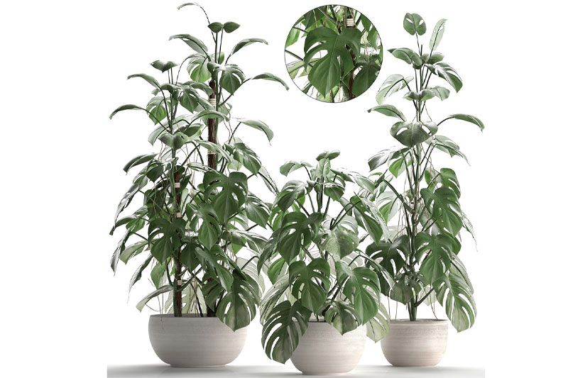 龟背竹模型落地盆栽模型3D模型(C4D,FBX,Blender)