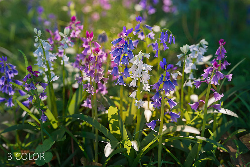 35种低多边形蓝铃花植物模型3D模型 (Blend/FBX/OBJ格式) Bluebell Pack vol05 Low-poly 3D model