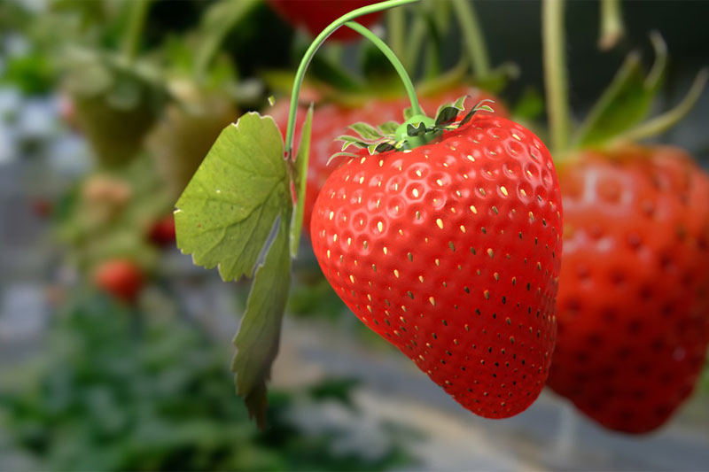 C4D草莓场景渲染工程草莓模型水果C4D模型