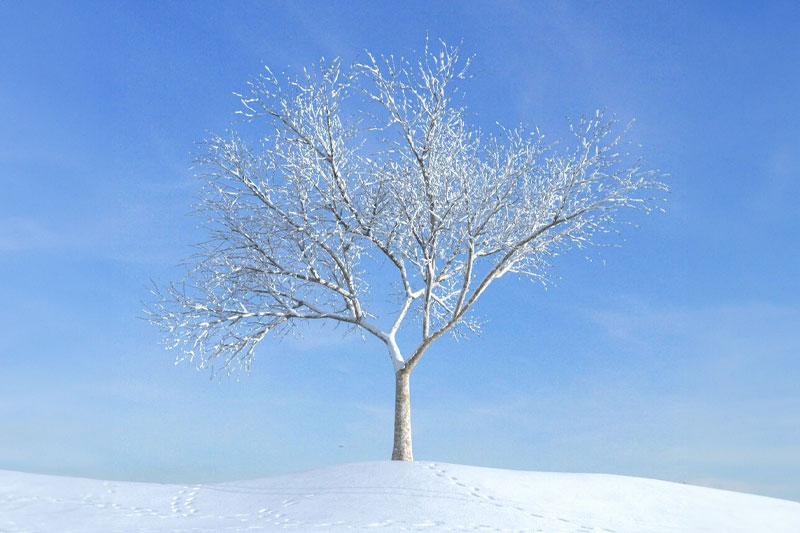 冬天雪树模型树木模型3D模型 (C4D,Blender,FBX)