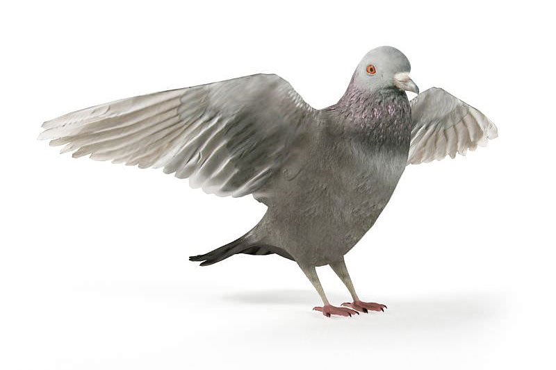 鸽子模型鸟模型动物3D模型(C4D,Blender,FBX)