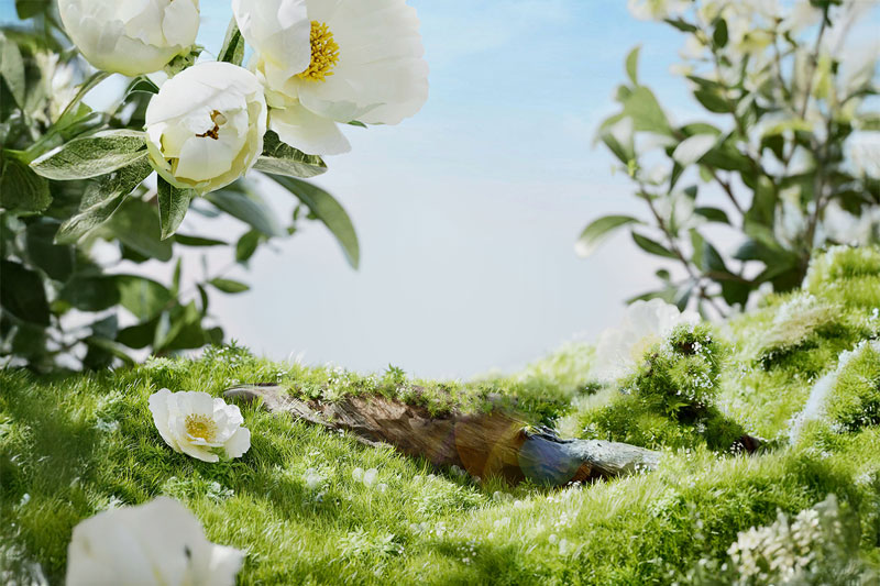 C4D电商美妆产品草地栀子花场景模型OC渲染工程