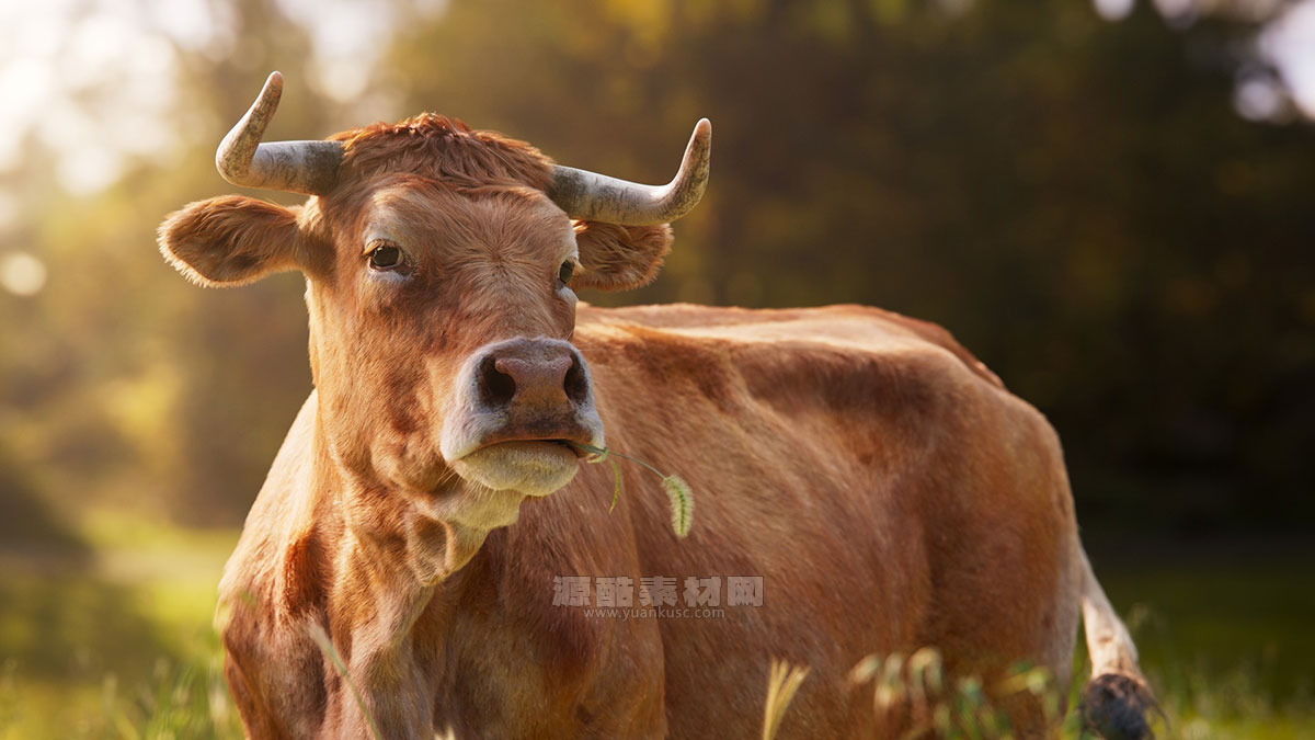 带绑定的老黄牛模型动物3D模型下载(Blender,OBJ)