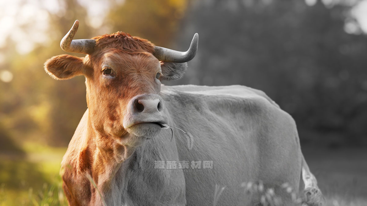 带绑定的老黄牛模型动物3D模型下载(Blender,OBJ)
