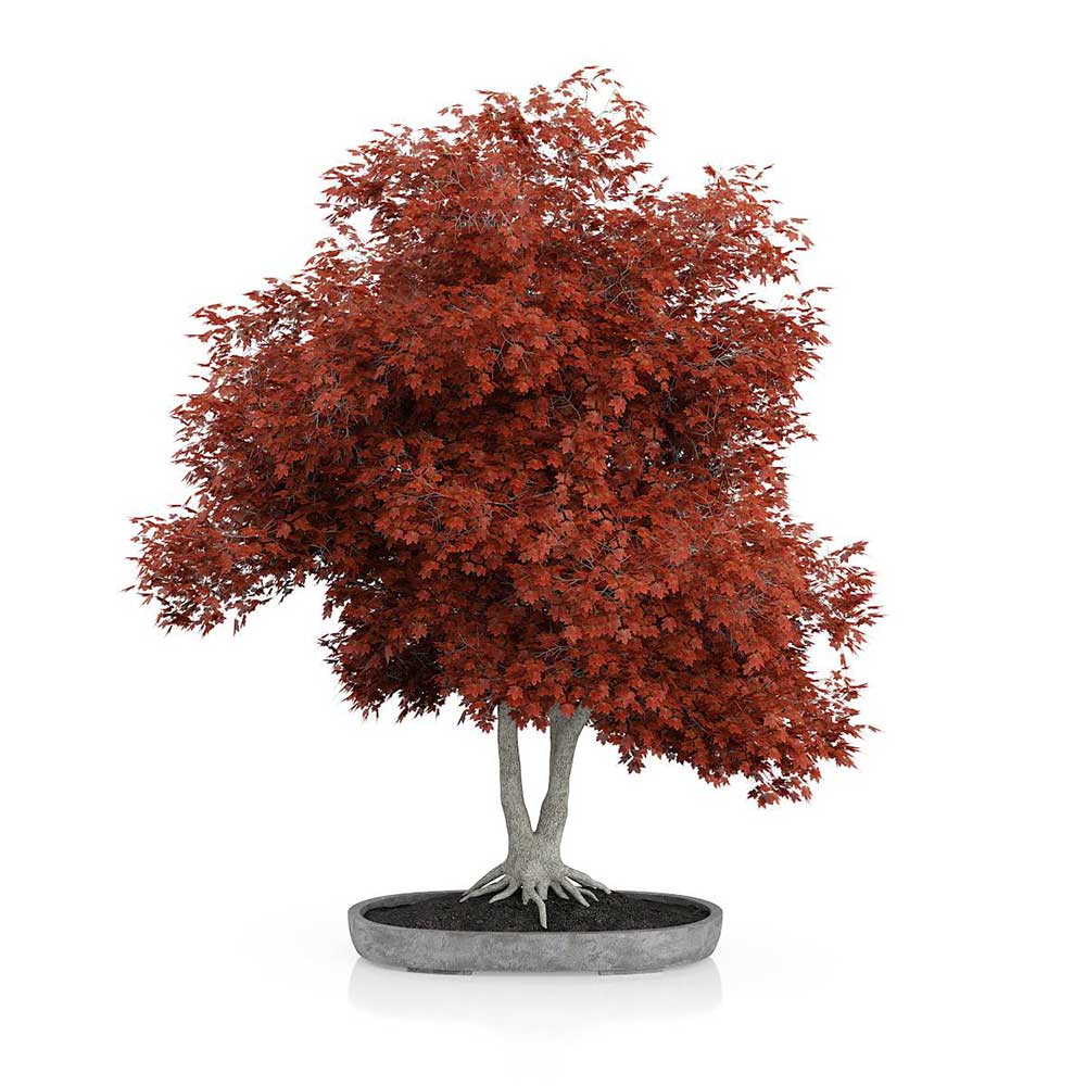 红枫盆景模型盆栽植物3D模型素材(C4D,Blender,FBX)