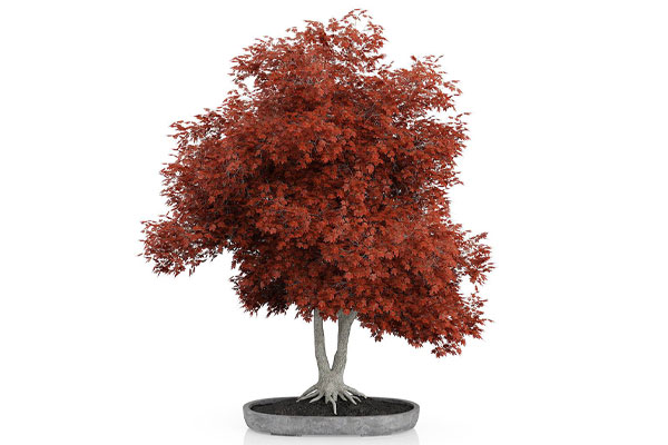 红枫盆景模型盆栽植物3D模型素材(C4D,Blender,FBX)