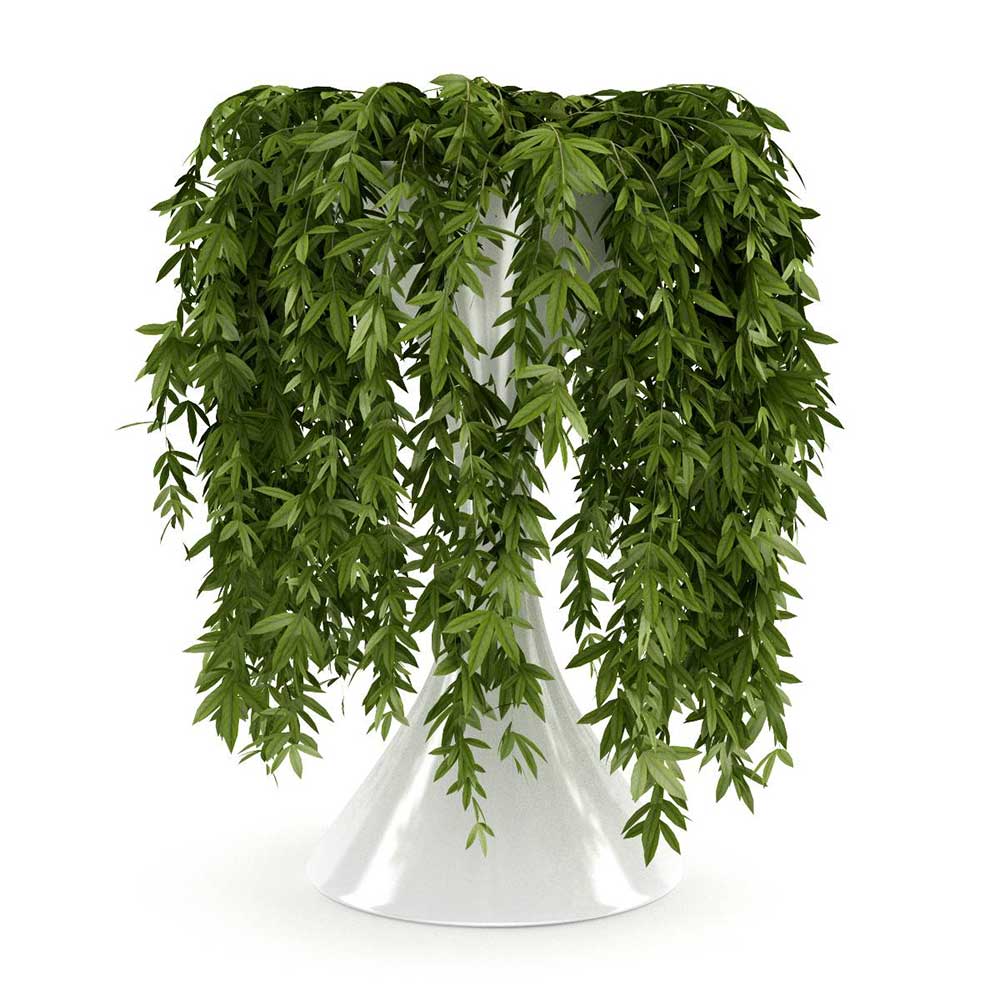 植物盆景模型装饰3D模型素材(C4D,Blender,FBX)