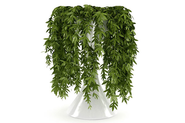 植物盆景模型装饰3D模型素材(C4D,Blender,FBX)