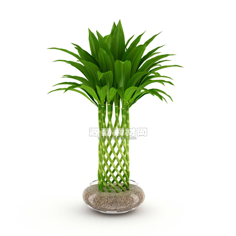 富贵竹盆景模型盆栽植物3D模型素材(C4D,Blender,FBX)