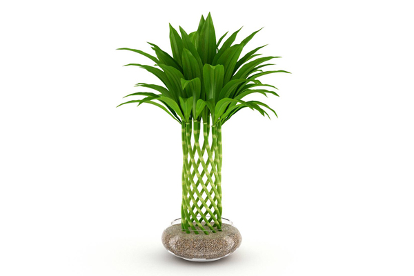 富贵竹盆景模型盆栽植物3D模型素材(C4D,Blender,FBX)