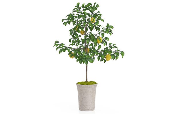 柠檬树模型盆栽盆景3D模型素材(C4D,Blender,FBX)