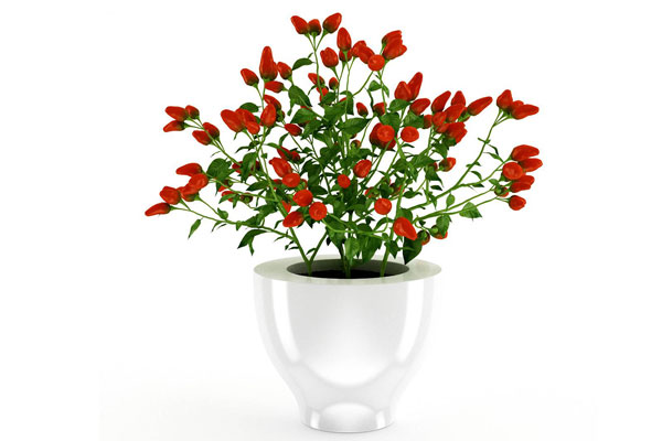 植物花模型盆栽3D模型素材(C4D,Blender,FBX)