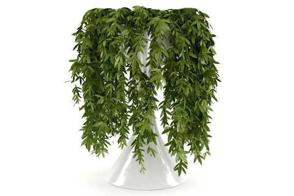 植物垂柳盆景模型盆栽3D模型下载(C4D,Blender,FBX)