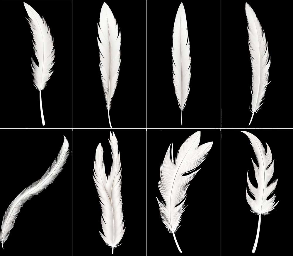 25根4K羽毛纹理贴图羽毛PBR贴图下载