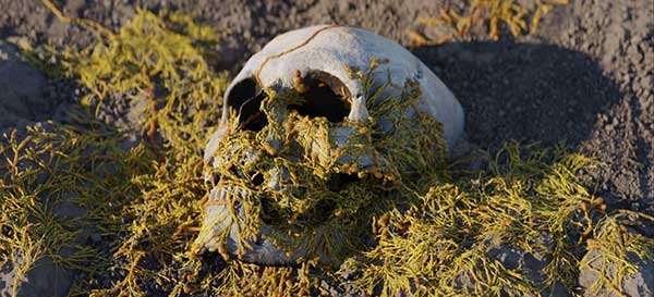 真菌蔓延生长程序化动画Blender资产预设 Procedural Fungus Growth V1.0