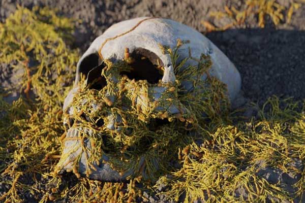 真菌蔓延生长程序化动画Blender资产预设 Procedural Fungus Growth V1.0