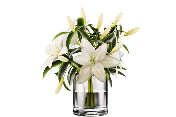 百合花模型鲜花花卉3D模型(C4D,FBX)